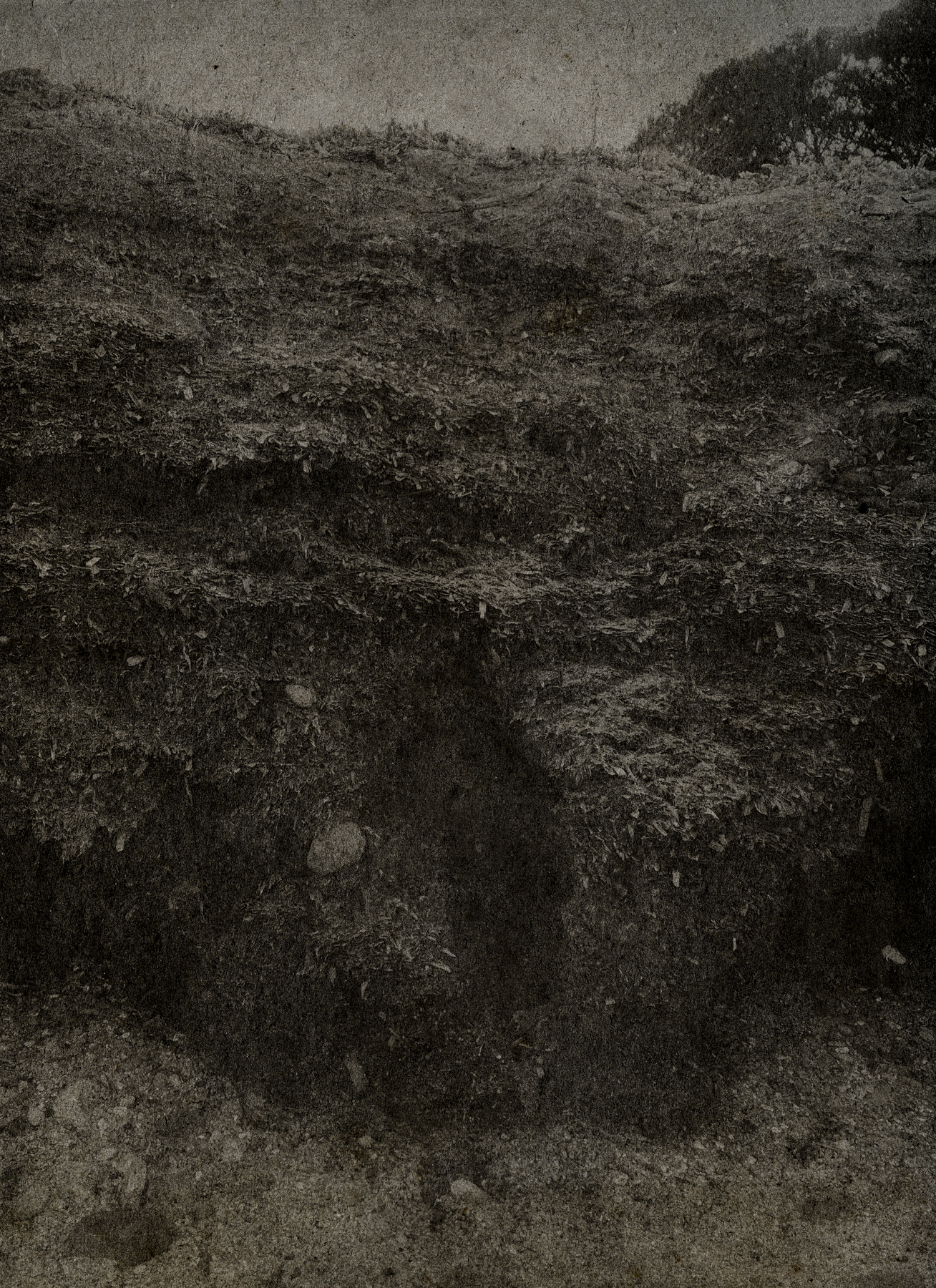 _Les Voix__DANILOMONTANARI__LIBRO_LE ALGHE - POSIDONIA SPIAGGIATA035080116